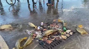 UPDATE: a bucket was found and fish back in river! stranded fish in the road - Eighth Street in Passaic , NJ after historic flooding brought the river right into the road. River far from me - I have no bucket - asking folks to help now. I have to show rising rivers live | Ginger Zee