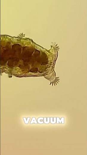 Tardigrade: The Indestructible Water Bear 🐻💧| #Tardigrade#WeirdAnimals#SurvivalFacts