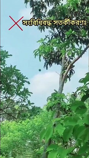 #আম_গাছে_আম_নেই_ঢিল_কেন_মারো #dengar #tiktokvairal #funny_video #foryoupage❤️❤️ #momin.750@bdtiktokofficial