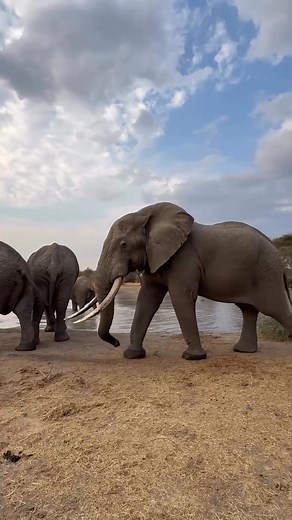 14K reactions · 361 shares | ✨ Step into the Wild with Curious Safaris ✨ Luxury game drives, golden sunsets, and stories you’ll tell for a lifetime—your dream African adventure starts here. 女 Let’s turn “someday” into right now. #CuriousSafaris #LuxurySafariExperience #ExploreEastAfrica #BigFiveAdventure #TravelBeyondOrdinary | Duncan Lyon | Facebook