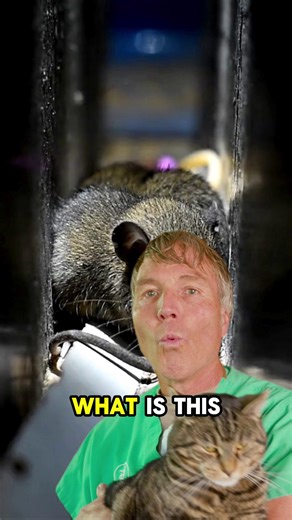 Should Dog and Cat Parents Be Concerned About Hantavirus? More pet parents are asking about Hantavirus, and honestly, it is a fair question. Pets do not appear to get clinically sick from it, and they are not known to directly spread it to people. That said, I still think it makes sense to be cautious with dead rodents, especially if your pet spends time outdoors and may bring one into the house. Comment “ebook” to get a copy of Dr. Jones’ free book sent to you 📘👇 #hantavirusandpets #pethealth