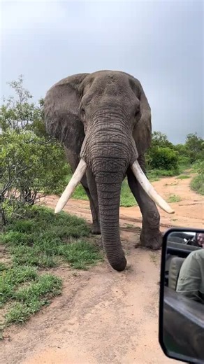 Explore Amboseli: Encounter Majestic African Elephants