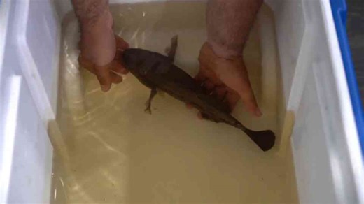 Building the perfect aquarium for a spearing mantis shrimp