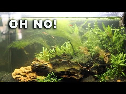 How To Get Rid of Green Hair Algae - No Problem! Part 1 of 2