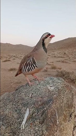 Chukar Partridge Singing in the Wild – Clear Natural Sound