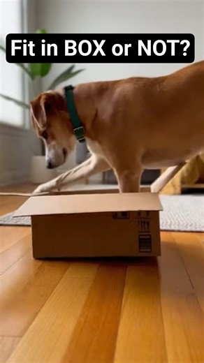 Funniest Box Fail Ever