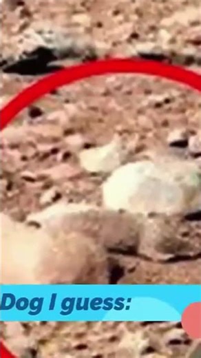 NASA rovers are spotting animals on Mars?🐘😳