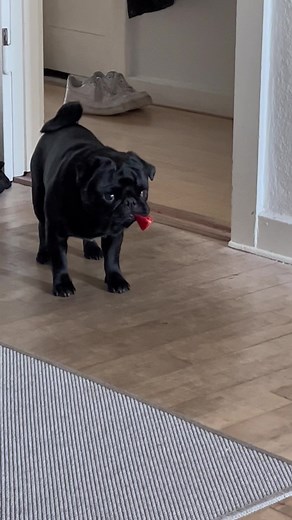 The look of deep frustration when you got too big of a snack and now can’t figure out how to eat it 😂 #fyp #pug #pugsoftiktok