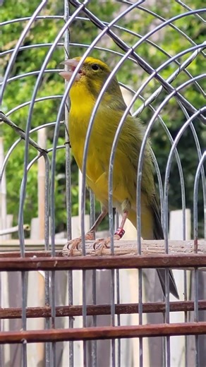 Brimstone canary mule. #canaries #canarymule #birds #birdsong #Brimstonecanary #songbird