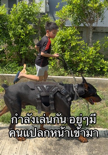 นี่แหละ เหตุผลที่ต้องมีป้ายเตือน ห้ามเข้าก่อนได้รับอนุญาต บางคนเขาไม่รู้ว่าหมาอารักขาเป็นยังไง เดินสุ่มสี่สุ่มห้าเข้ามา เป็นเรื่องนะคะจะบอกให้ #ทาสหมา #สวนสัตว์tiktok #เคล็ดลับสัตว์เลี้ยง #doberman #k9