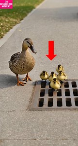 1.6M views · 10K reactions | Sie verlor all ihre Welpen in Sekunden…...