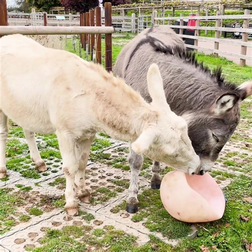12K views · 721 reactions | It looks like Peanut and Maverick have got that Friday feeling!  | Adopt A Donkey | Facebook