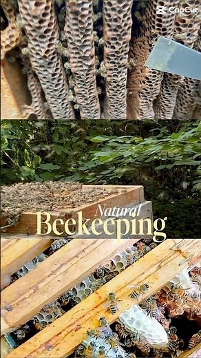 Apiculture Naturelle dans son jardin | Natural Beekeeping in your garden 🌱#ruchewarre #beekeeping