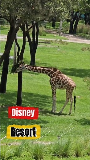 Disney Animal Kingdom Lodge🇺🇸🚨🦓🦒🐘🦩 #viajandoenvivo #youtube #viajeinolvidable