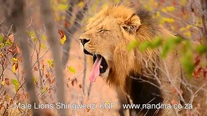 What is the Flehmen Response and Why is it Used?