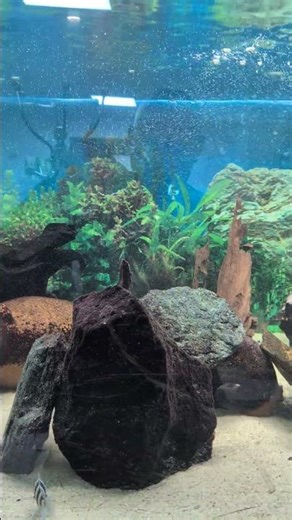 frontosa blue zaire im 850 Liter becken