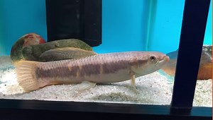 1K views · 27 reactions | Red Wolffish ! (Erythrinus erythrinus) Peru...