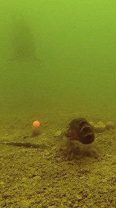 Do tench eat crayfish? #fishing #fish #underwater | Underfishing