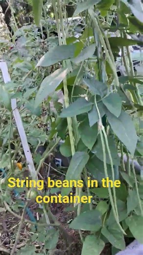 String beans in the container "PhilAm Country Living" #gardening