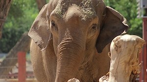 52-year-old elephant returned safely after escaping zoo enclosure