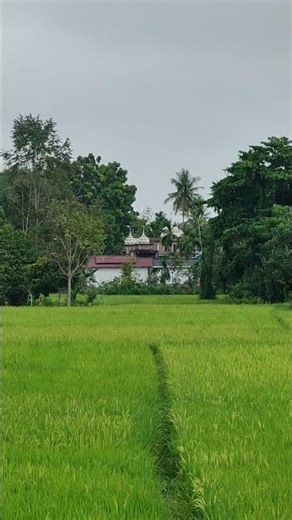 green view in the afternoon 🌾