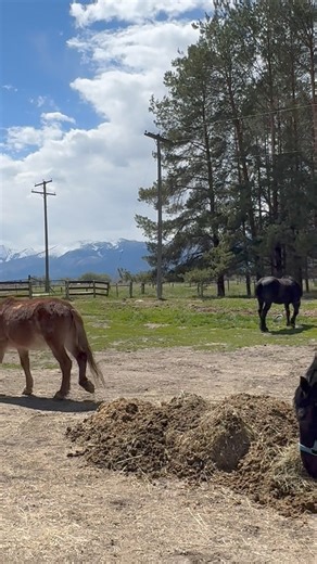 The quarantine paddocks have a nice pasture attached to it with a little grass and for stretching legs ;) ❤️🐴 ARCHIE, FLO, ALBERT, TUCKER & SHEILA🐴❤️ are enjoying it! | 1 Horse At A Time Draft Horse Rescue
