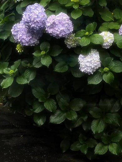 2.7K views · 145 reactions | hydrangea ... #hydrangea #hydrangeas #flowers #flowerstagram #flowerphotography #flowerpower #flowerreels #bloom #calmness #flowerlovers | Flowers You | Facebook