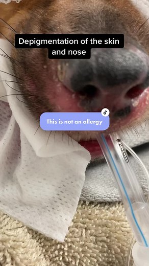 Understanding Dog Skin Problems: Symptoms and Solutions