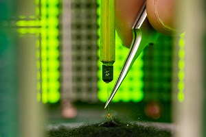 Head, body, eye coordination conserved across animal kingdom, researchers find | Penn State Engineering