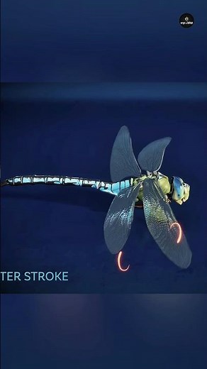 Dragonfly or Helicopter!? 🪰🚁 | The incredible mystery of the faring😱