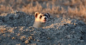 Conservation efforts to restore black-footed ferrets in Colorado reaches milestone