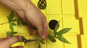 How to Build Aeroponic Fogger Cloner for Plant Cuttings & Fogponics DIY Cloning plants