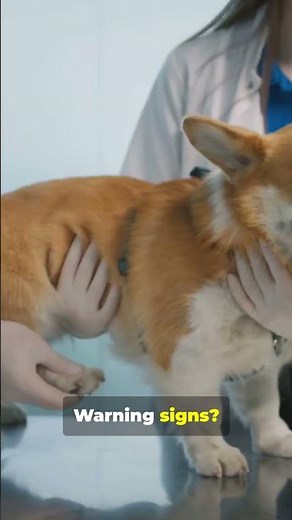 Bloat in Dogs? Signs, Breeds, and Prevention Explained Fast!