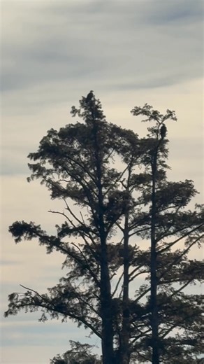 These parents were watching their juvenile off in the distant, Love their calls. | 4 Season's Farm
