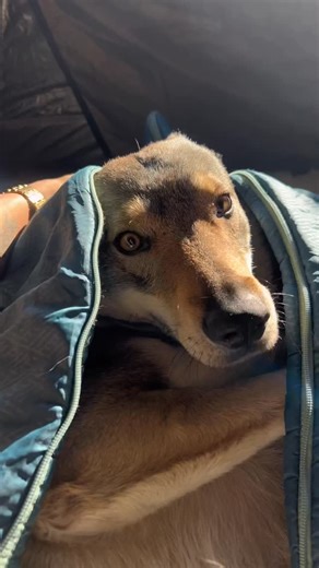野人 on Instagram: "Human, hello. I‘m a wolf. If you’re tired, would you like to come rest in the wolf‘s sleeping bag? #adventurebuddy #fresthewolfdog #fres"