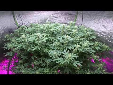 Cannabis Cultivation Scrog Flower Week 4: Strain Spotlight on Venom OG 🌱 #CannabisCultivation