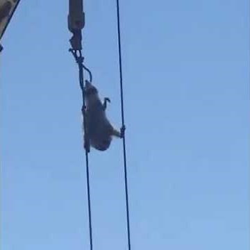 Mission impossible flute | You laugh, you lose