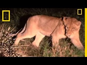 Porcupine vs. Lions | National Geographic