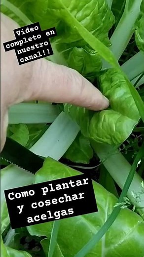 cómo plantar y cosechar acelgas (video completo en nuestro canal)