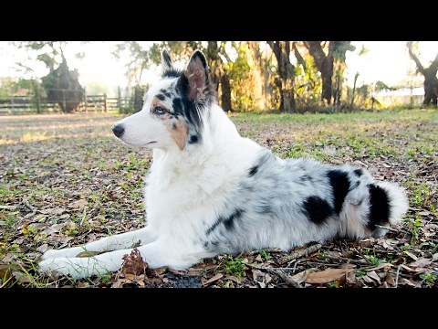 Australian Shepherd Q&A - Why Do My Aussie's Ears Stand Up?