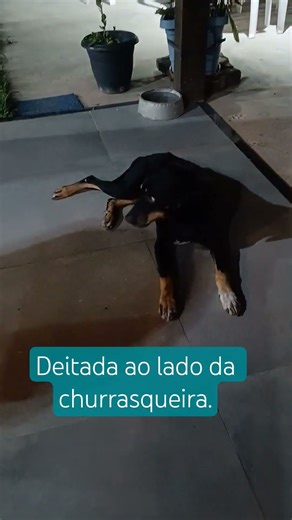 essa cachorra deitou ao lado da churrasqueira