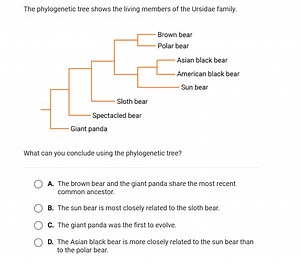 The phylogenetic tree shows the living members of the Ursidae f... | Filo