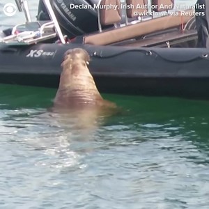 152K views · 376 reactions | CAN I GET A TURN? Wally the walrus climbed onto a boat off the coast of Southern Ireland on Wednesday. Wally is a local celebrity. He was first spotted in March and has spent months wandering the coasts of Ireland, Britain, France, and Spain. | KCCI | Facebook