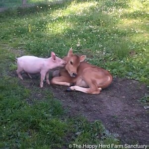 10K views · 516 reactions | True friends see beyond their differences and embrace each other for who they are. The most heartwarming video of animal friendships! #cuteanimals #adorablepets #loveanimals #animals #pets #animallovers #cuteanimals | Sentient | Facebook