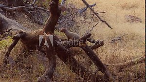 Indian grey mongoose or common grey mongoose (Herpestes edwardsi) is a mongoose species mainly found in West Asia and on the Indian subcontinent. Ranthambore National Park Rajasthan India