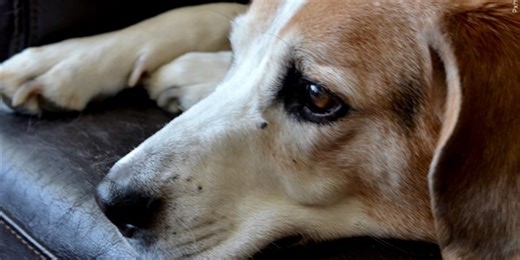 Henry County Humane Society faces eviction