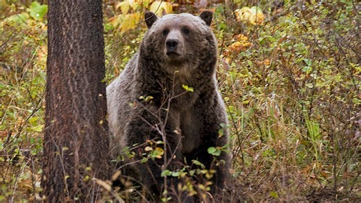 FWP, BNSF, Outdoor Legacy Foundation work on grizzly conservation efforts