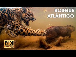 ATLANTIC FOREST - Survival Secret of the Wild Kingdom #wildanimals | NATURE LIFE