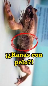 ¿Ranas con pelo? . . . . . . #ranas #anfibios #wolverine #animales #SabiasQue #curiosidadesanimales #biologia #biologiadivertida #evolución #ciencia #reel | La mala bióloga