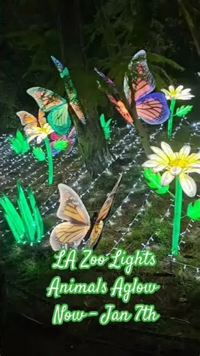Must see! LA Zoo Lights Animals Aglow (ends on 1/7/2024) #lazoo #holidaylights